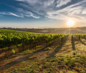 wat-is-de-malbec-druif-precies